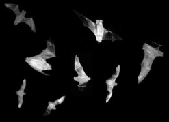 51026840_995b01872f_o